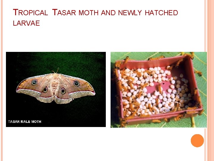 TROPICAL TASAR MOTH AND NEWLY HATCHED LARVAE 