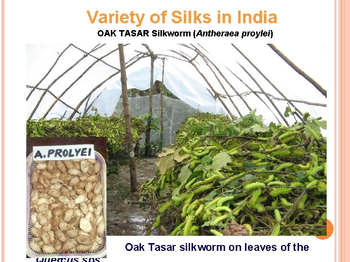 Variety of Silks in India OAK TASAR Silkworm (Antheraea proylei) Oak Tasar silkworm on
