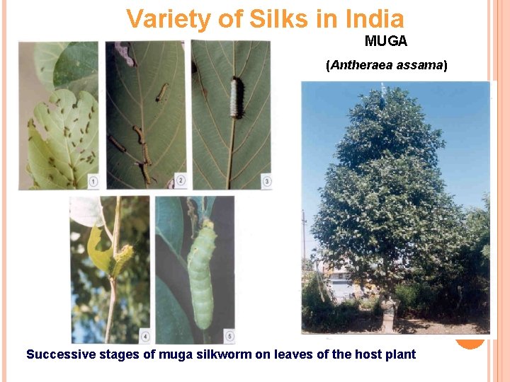 Variety of Silks in India MUGA (Antheraea assama) Successive stages of muga silkworm on