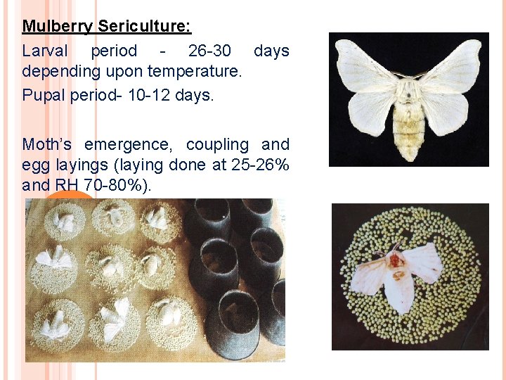 Mulberry Sericulture: Larval period - 26 -30 days depending upon temperature. Pupal period- 10