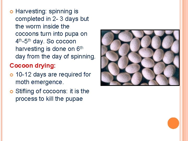 Harvesting: spinning is completed in 2 - 3 days but the worm inside the