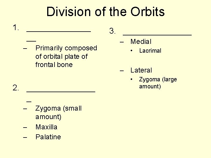 Division of the Orbits 1. _______ __ – Primarily composed of orbital plate of