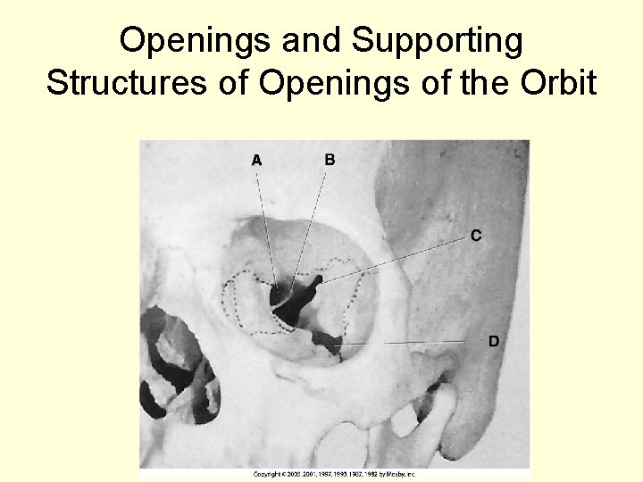 Openings and Supporting Structures of Openings of the Orbit 