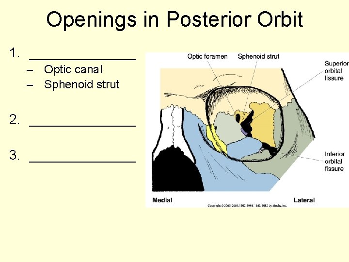 Openings in Posterior Orbit 1. _______ – Optic canal – Sphenoid strut 2. _______