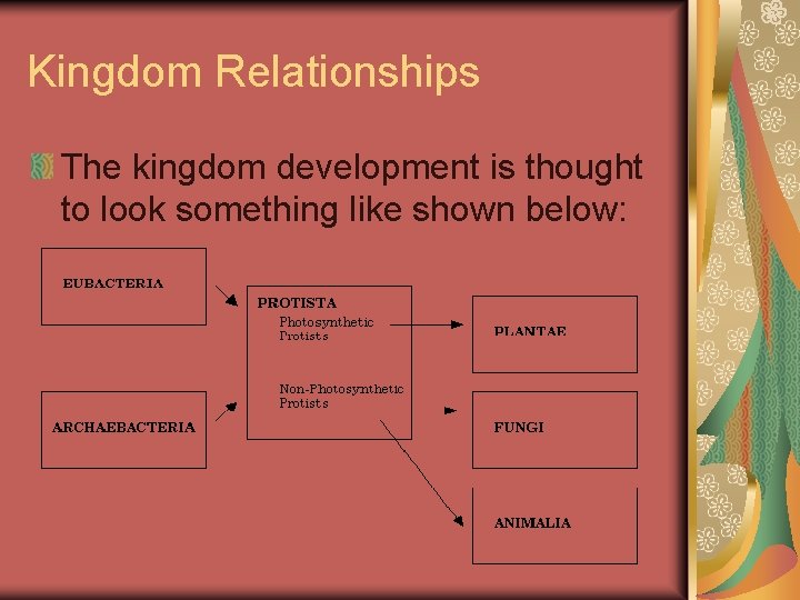 Kingdom Relationships The kingdom development is thought to look something like shown below: 