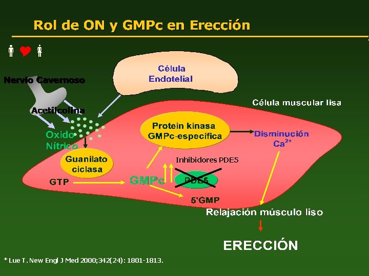  Inhibidores PDE 5 * Lue T. New Engl J Med 2000; 342(24): 1801