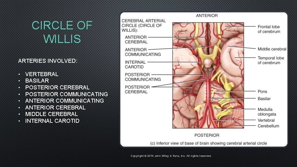 CIRCLE OF WILLIS ARTERIES INVOLVED: • • VERTEBRAL BASILAR POSTERIOR CEREBRAL POSTERIOR COMMUNICATING ANTERIOR