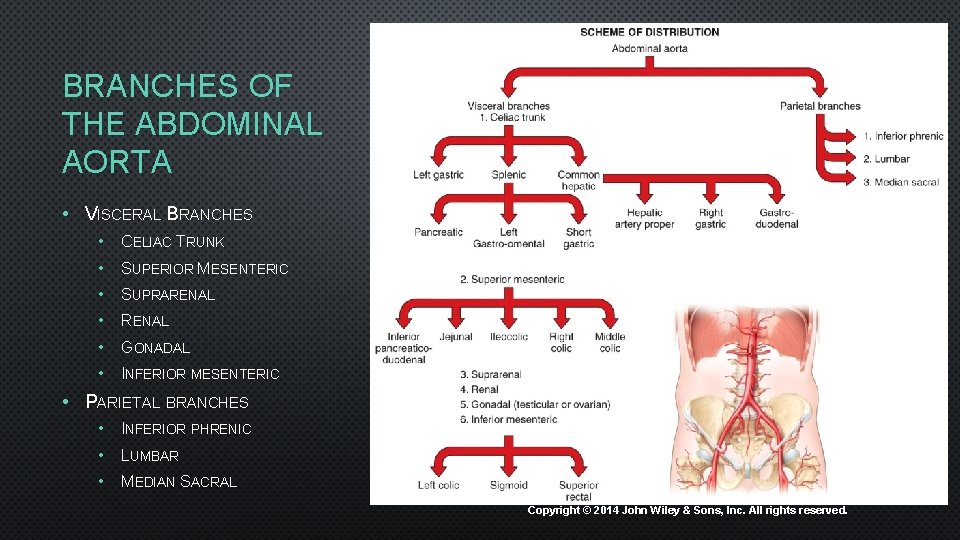 BRANCHES OF THE ABDOMINAL AORTA • VISCERAL BRANCHES • CELIAC TRUNK • SUPERIOR MESENTERIC