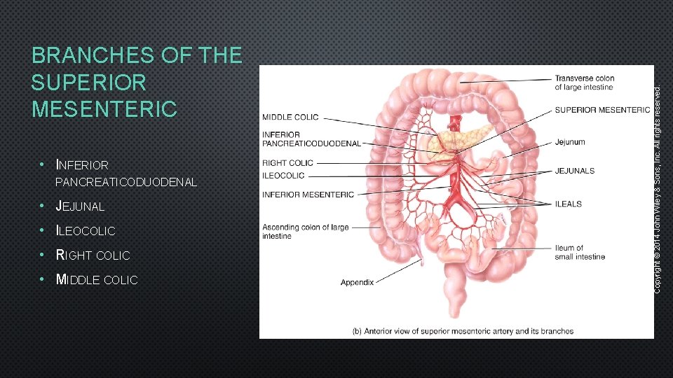  • INFERIOR PANCREATICODUODENAL • JEJUNAL • ILEOCOLIC • RIGHT COLIC • MIDDLE COLIC