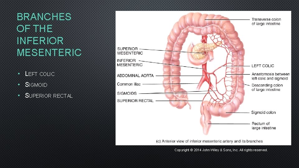 BRANCHES OF THE INFERIOR MESENTERIC • LEFT COLIC • SIGMOID • SUPERIOR RECTAL Copyright