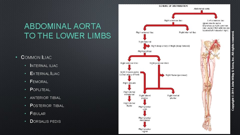  • COMMON ILIAC • INTERNAL ILIAC • EXTERNAL ILIAC • FEMORAL • POPLITEAL