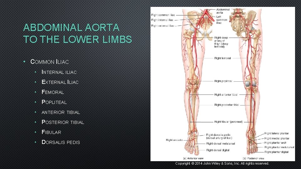 ABDOMINAL AORTA TO THE LOWER LIMBS • COMMON ILIAC • INTERNAL ILIAC • EXTERNAL