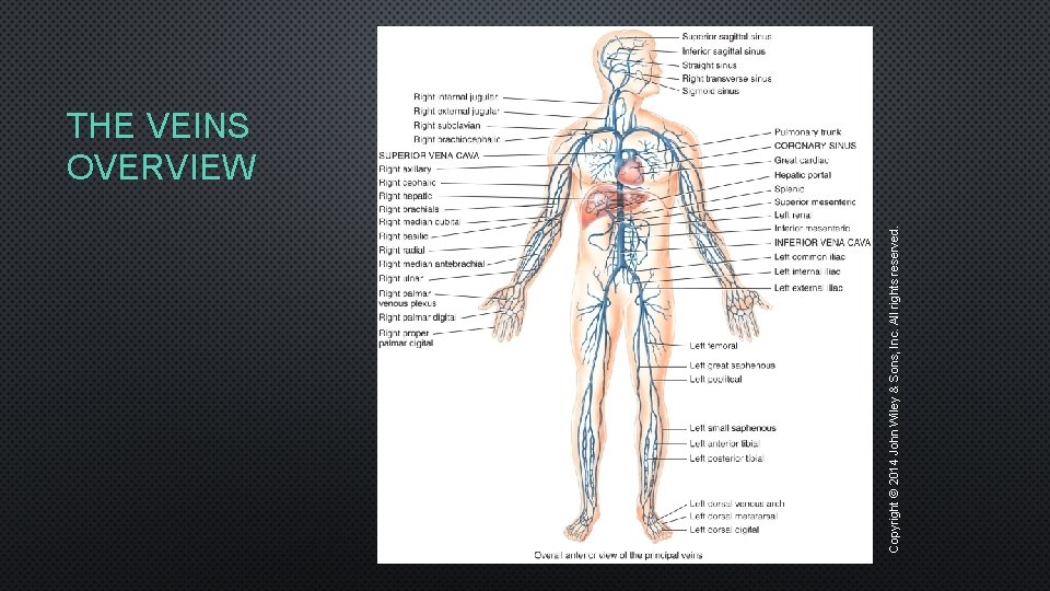 Copyright © 2014 John Wiley & Sons, Inc. All rights reserved. THE VEINS OVERVIEW