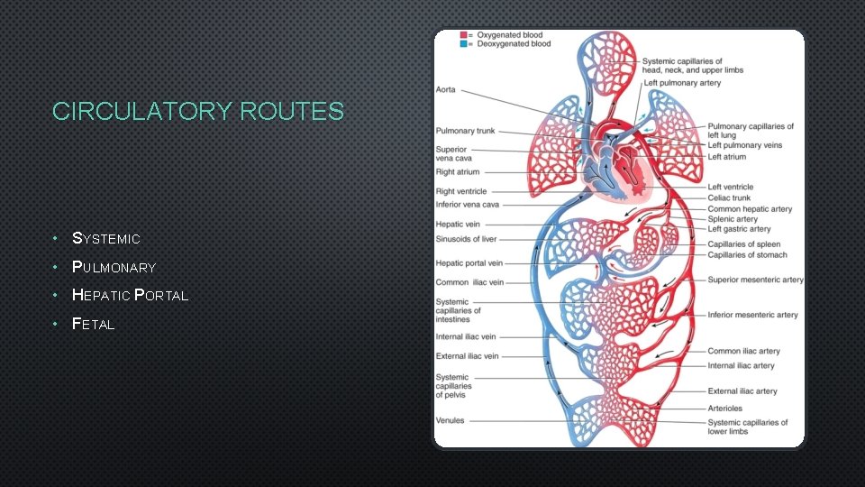 CIRCULATORY ROUTES • SYSTEMIC • PULMONARY • HEPATIC PORTAL • FETAL 