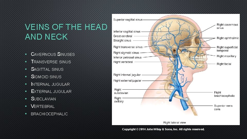 VEINS OF THE HEAD AND NECK • • • CAVERNOUS SINUSES TRANSVERSE SINUS SAGITTAL