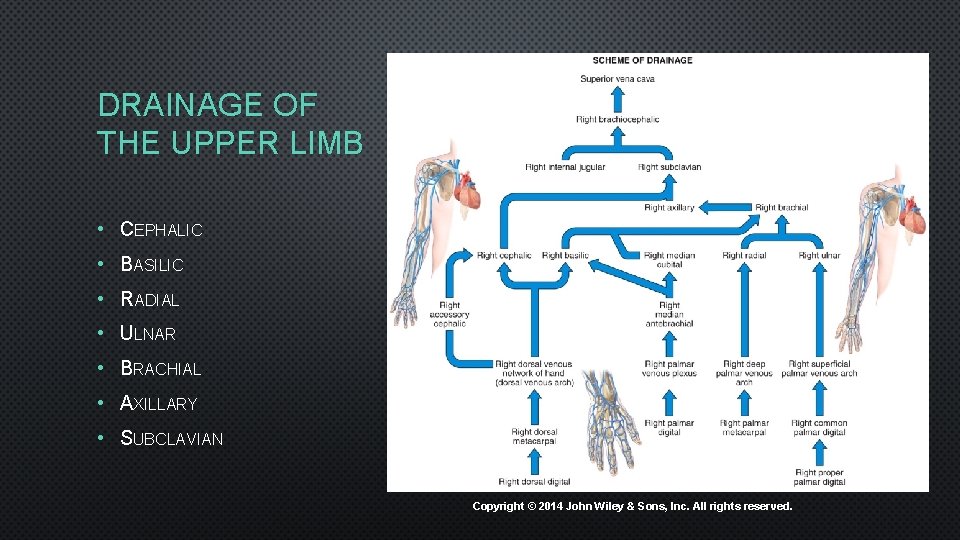DRAINAGE OF THE UPPER LIMB • CEPHALIC • BASILIC • RADIAL • ULNAR •