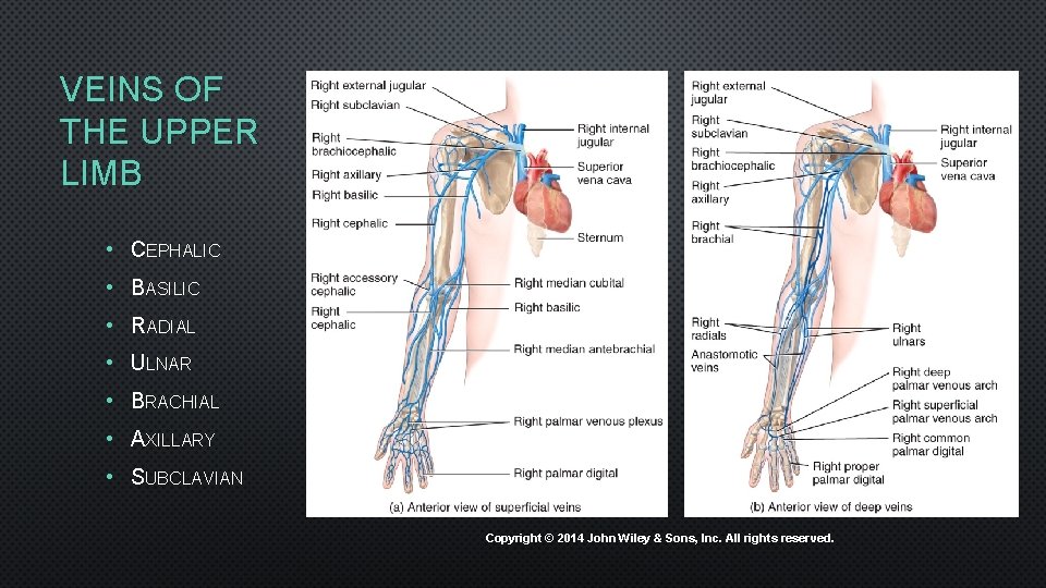 VEINS OF THE UPPER LIMB • CEPHALIC • BASILIC • RADIAL • ULNAR •