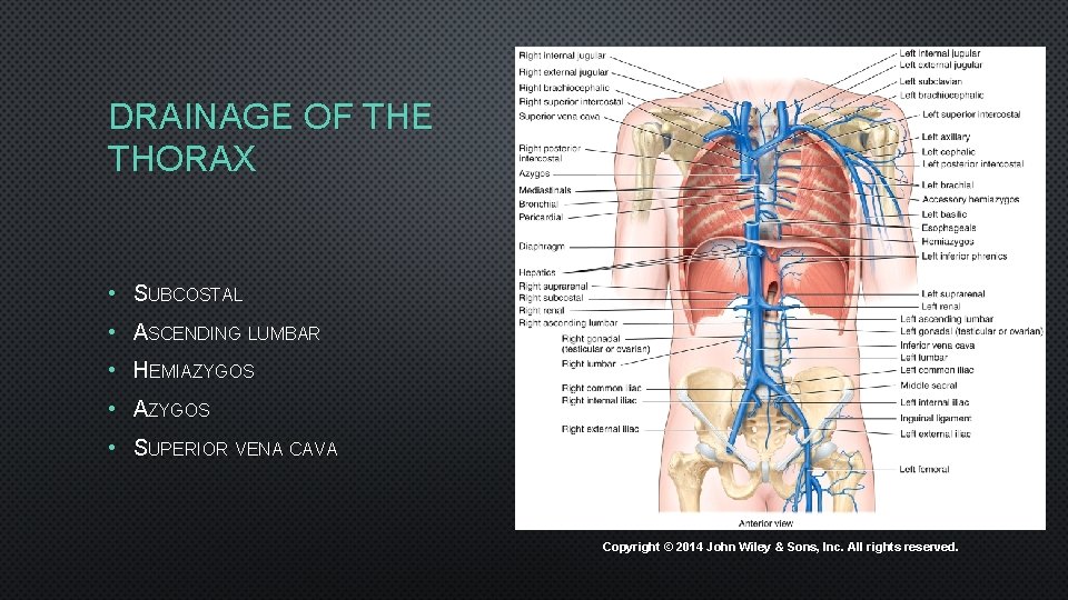 DRAINAGE OF THE THORAX • SUBCOSTAL • ASCENDING LUMBAR • HEMIAZYGOS • SUPERIOR VENA