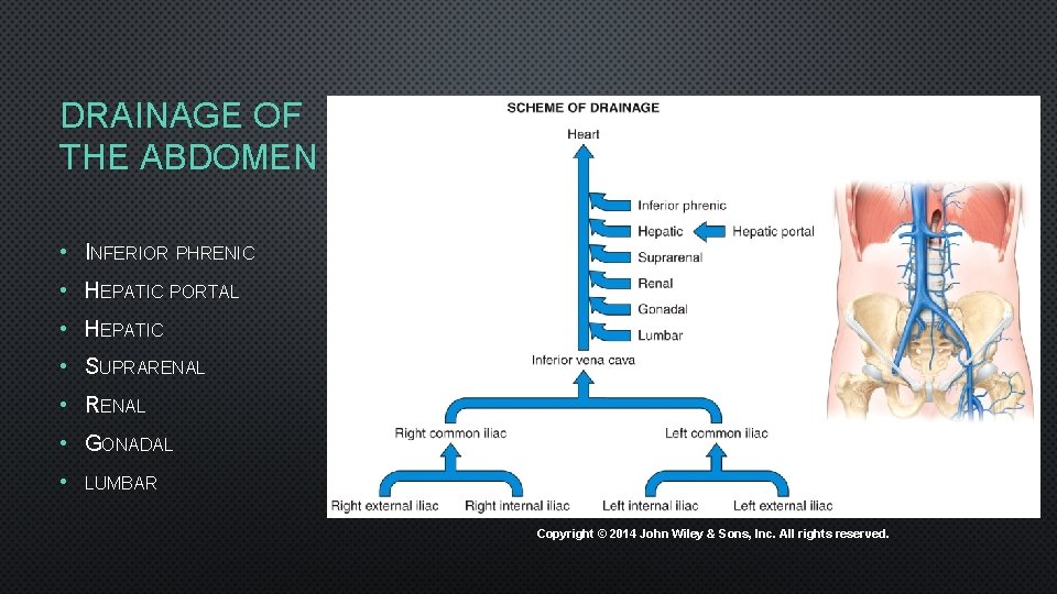 DRAINAGE OF THE ABDOMEN • INFERIOR PHRENIC • HEPATIC PORTAL • HEPATIC • SUPRARENAL