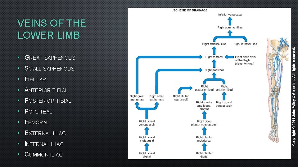  • GREAT SAPHENOUS • SMALL SAPHENOUS • FIBULAR • ANTERIOR TIBIAL • POSTERIOR