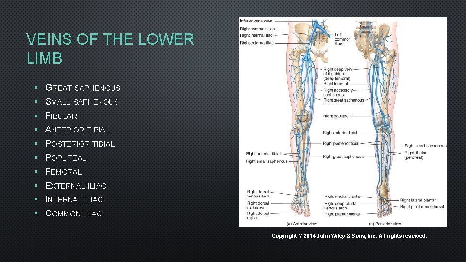 VEINS OF THE LOWER LIMB • • • GREAT SAPHENOUS SMALL SAPHENOUS FIBULAR ANTERIOR