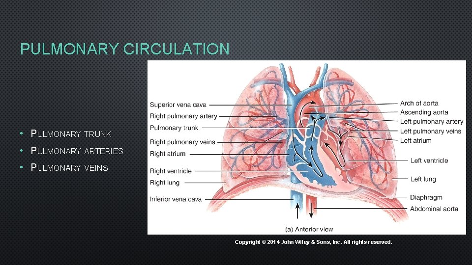 PULMONARY CIRCULATION • PULMONARY TRUNK • PULMONARY ARTERIES • PULMONARY VEINS Copyright © 2014