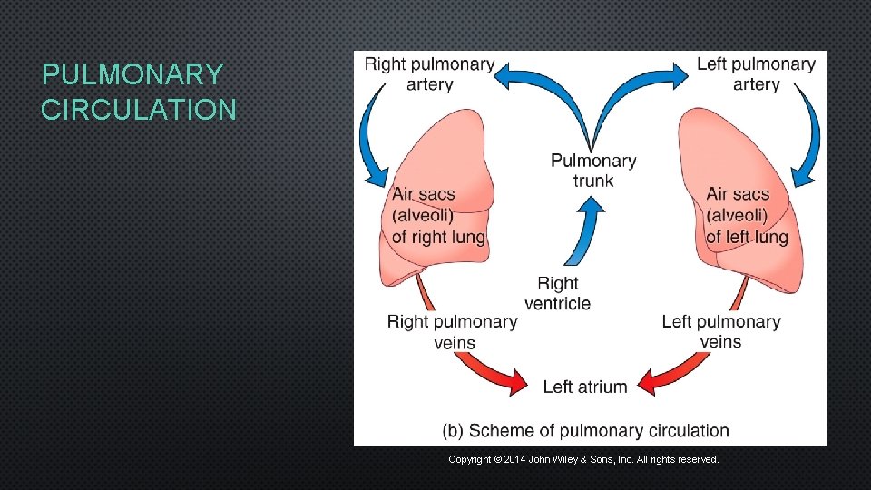 PULMONARY CIRCULATION Copyright © 2014 John Wiley & Sons, Inc. All rights reserved. 