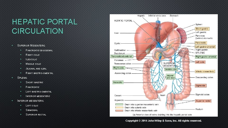 HEPATIC PORTAL CIRCULATION • • • SUPERIOR MESENTERIC • PANCREATICODUODENAL • RIGHT COLIC •