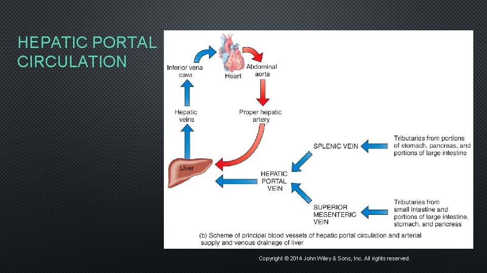 HEPATIC PORTAL CIRCULATION Copyright © 2014 John Wiley & Sons, Inc. All rights reserved.