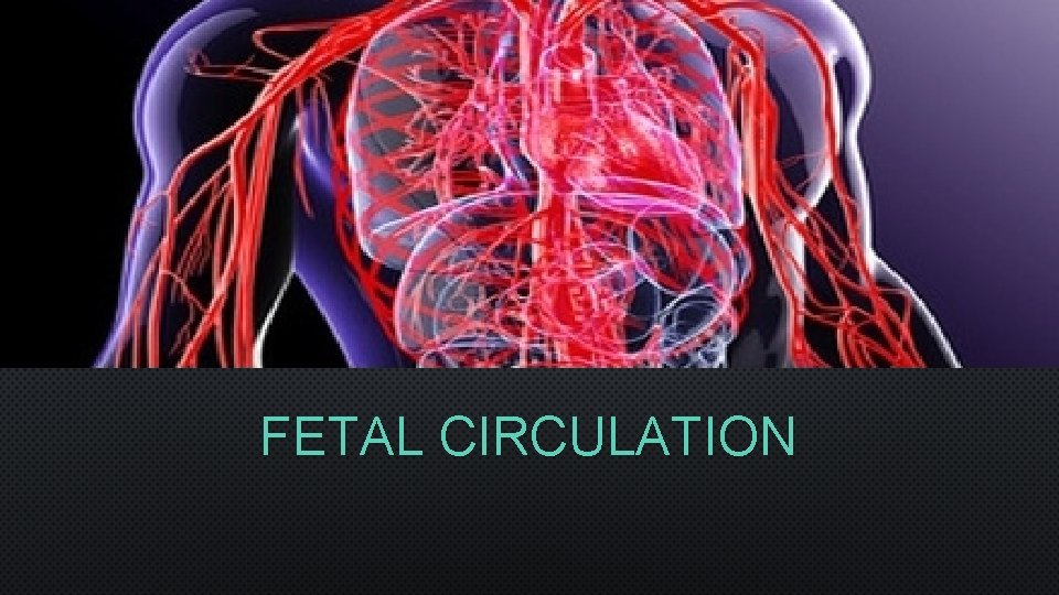 FETAL CIRCULATION 