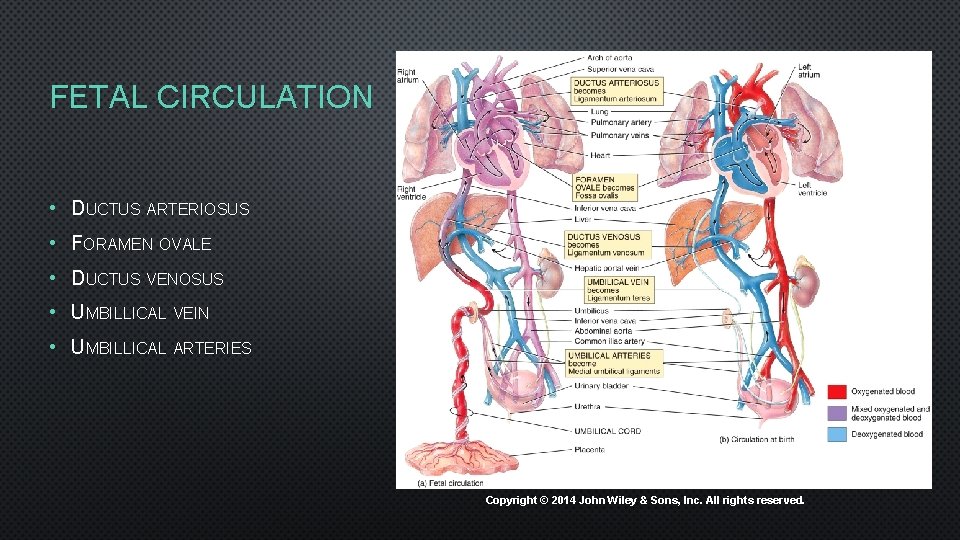 FETAL CIRCULATION • DUCTUS ARTERIOSUS • FORAMEN OVALE • DUCTUS VENOSUS • UMBILLICAL VEIN