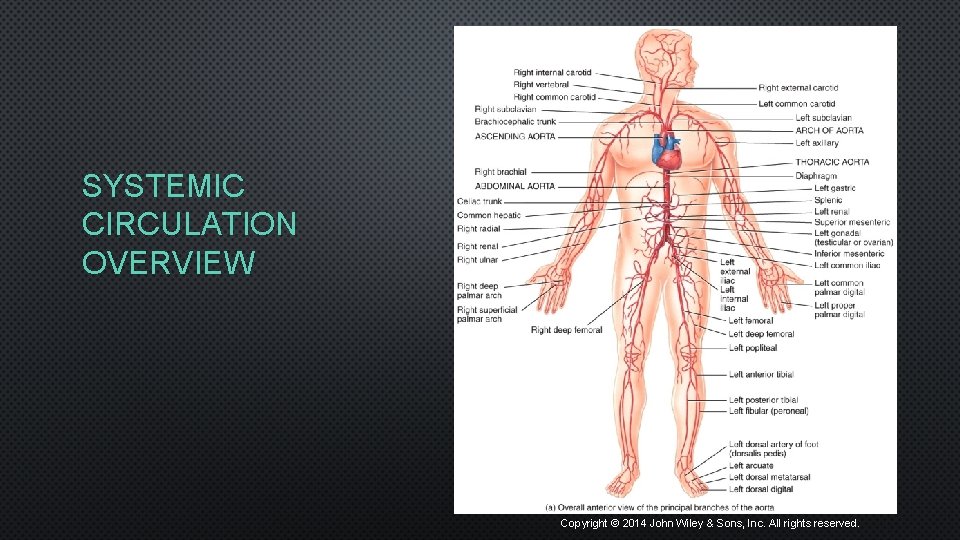 SYSTEMIC CIRCULATION OVERVIEW Copyright © 2014 John Wiley & Sons, Inc. All rights reserved.