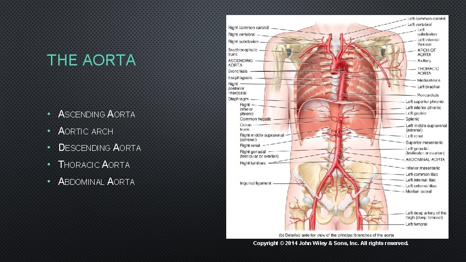 THE AORTA • ASCENDING AORTA • AORTIC ARCH • DESCENDING AORTA • THORACIC AORTA