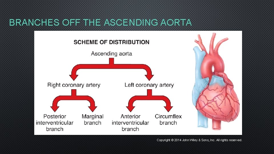 BRANCHES OFF THE ASCENDING AORTA Copyright © 2014 John Wiley & Sons, Inc. All
