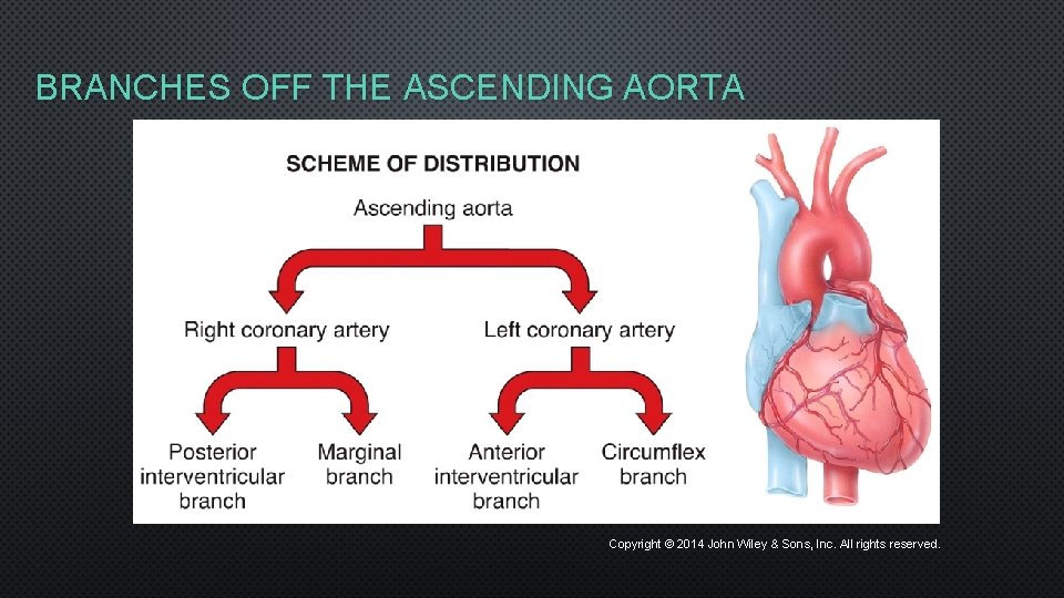 BRANCHES OFF THE ASCENDING AORTA Copyright © 2014 John Wiley & Sons, Inc. All