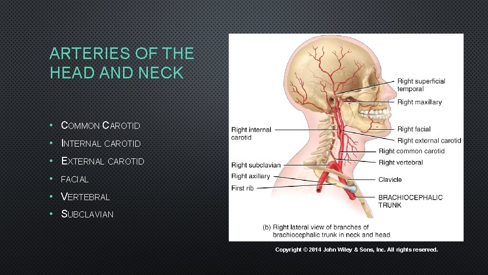 ARTERIES OF THE HEAD AND NECK • COMMON CAROTID • INTERNAL CAROTID • EXTERNAL