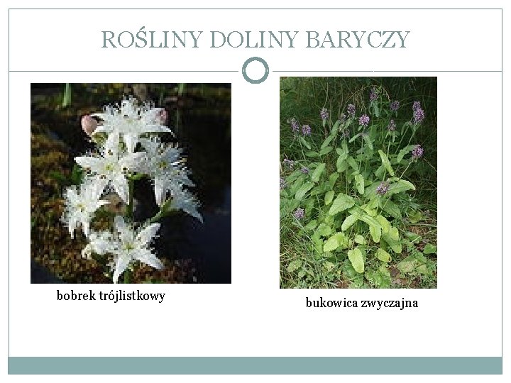 ROŚLINY DOLINY BARYCZY bobrek trójlistkowy bukowica zwyczajna 