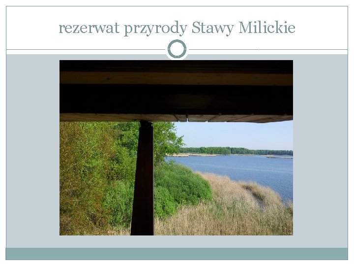 rezerwat przyrody Stawy Milickie 