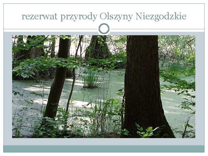 rezerwat przyrody Olszyny Niezgodzkie 
