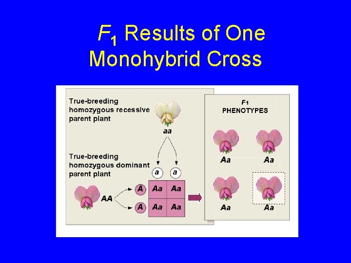 F 1 Results of One Monohybrid Cross 