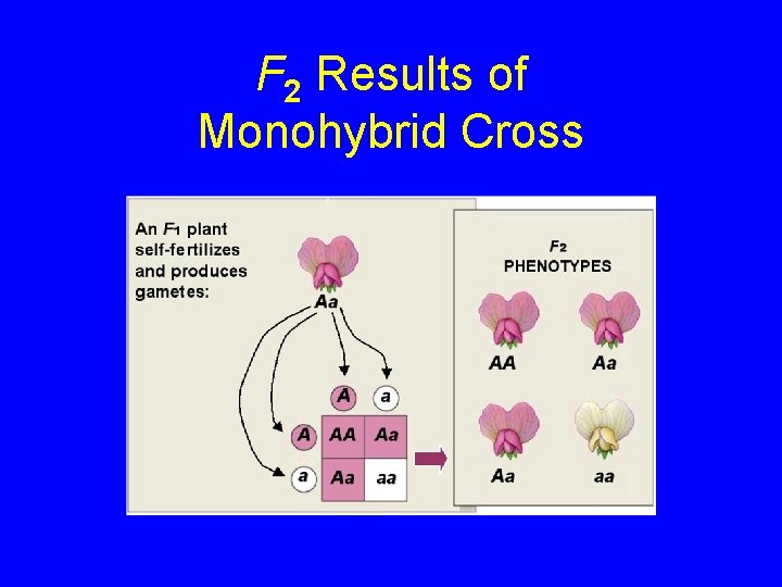 F 2 Results of Monohybrid Cross 