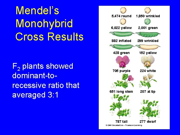 Mendel’s Monohybrid Cross Results F 2 plants showed dominant-torecessive ratio that averaged 3: 1