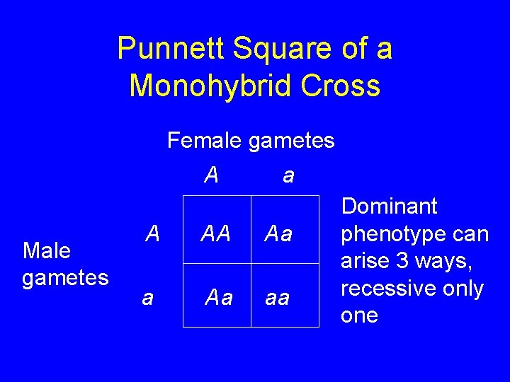 Punnett Square of a Monohybrid Cross Female gametes A Male gametes a A AA