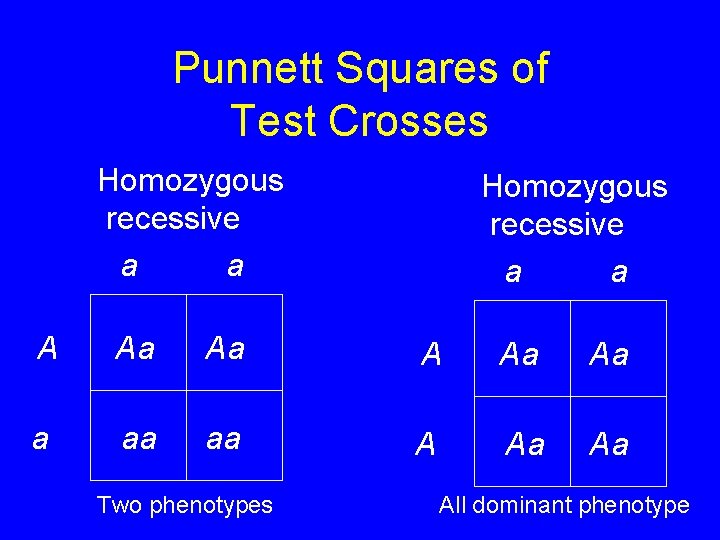 Punnett Squares of Test Crosses Homozygous recessive a a A Aa Aa a aa