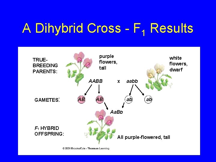 A Dihybrid Cross - F 1 Results purple flowers, tall TRUEBREEDING PARENTS: AABB GAMETES: