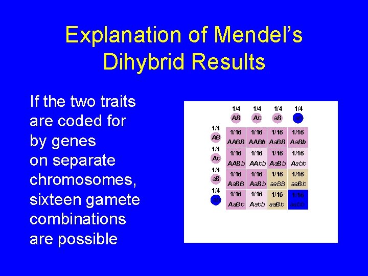 Explanation of Mendel’s Dihybrid Results If the two traits are coded for by genes