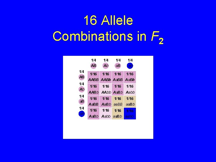 16 Allele Combinations in F 2 1/4 AB 1/4 Ab 1/4 a. B 1/4