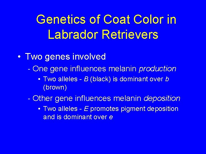 Genetics of Coat Color in Labrador Retrievers • Two genes involved - One gene