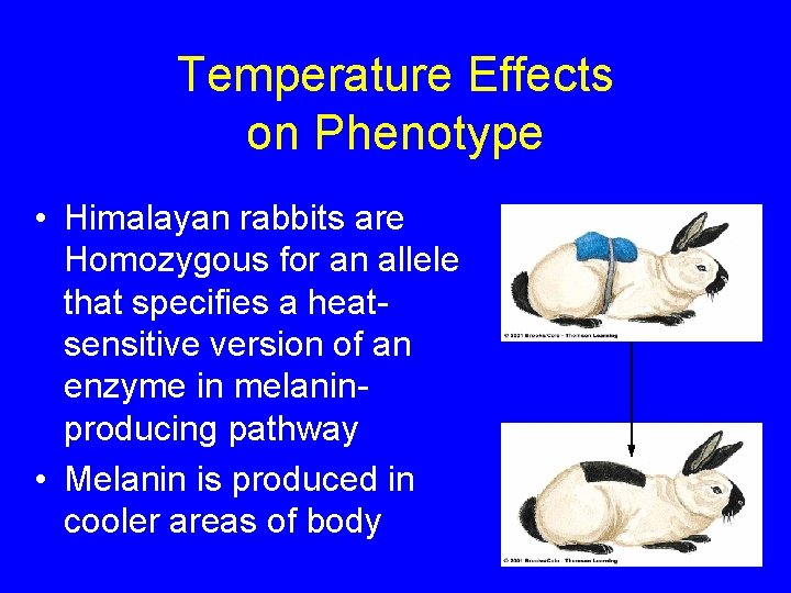 Temperature Effects on Phenotype • Himalayan rabbits are Homozygous for an allele that specifies