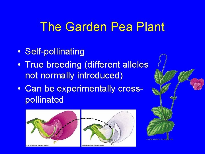 The Garden Pea Plant • Self-pollinating • True breeding (different alleles not normally introduced)